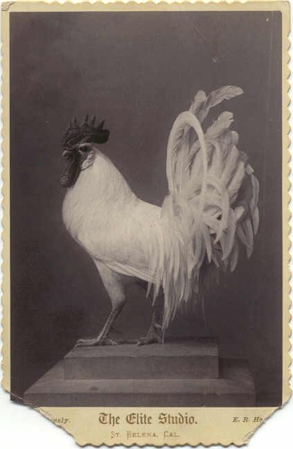Rooster